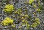 41FlowersRock.jpg         