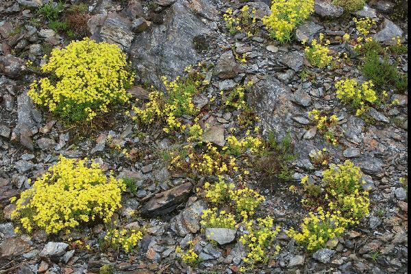 Flowers among rock - Glen Shira