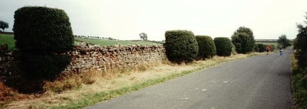 2NewbigginTopiary/jpg