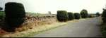 2NewbigginTopiary.jpg
