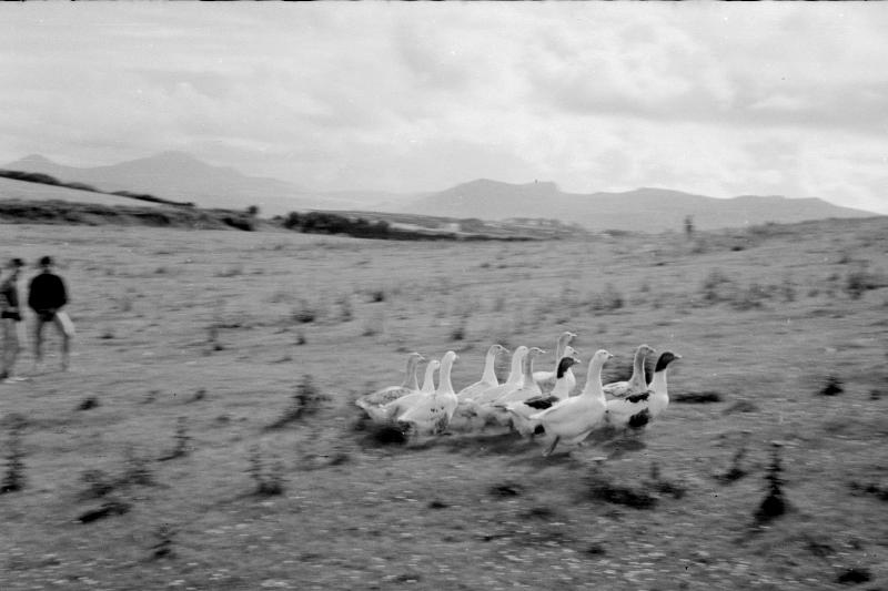 lNefynGeese66/jpg       