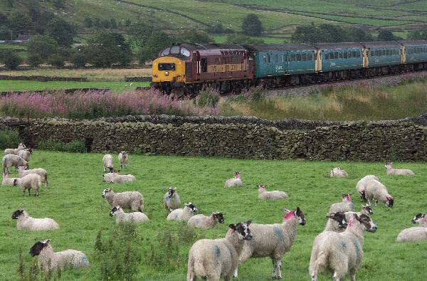 Sheep by the line