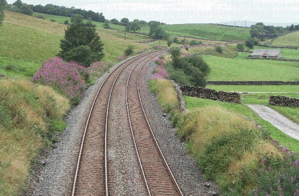 Rosebay Willowherb by the line