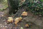 FungusBankSep20.jpg      