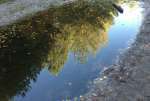 TreesReflectionNov20.jpg 