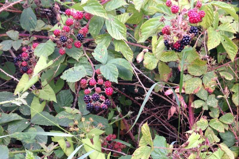 Blackberry2015/jpg