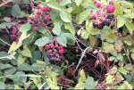 Blackberry2015.jpg