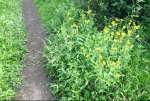 PolygonumHieracium.jpg