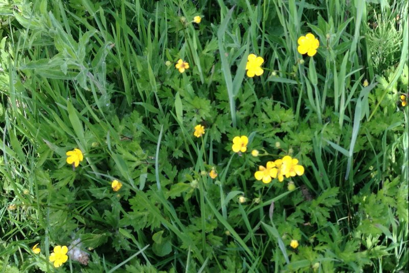 ButtercupsMay16/jpg