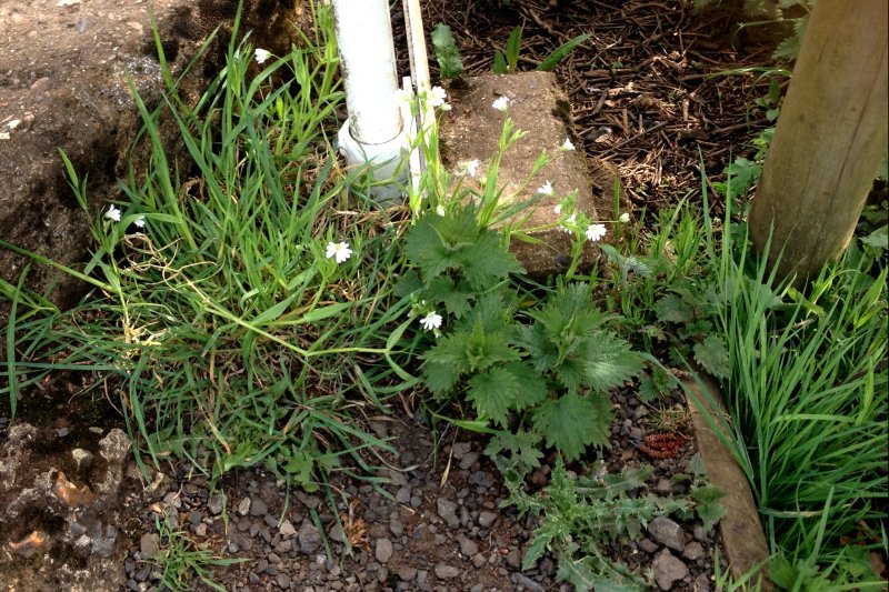 FLowersRubble16/jpg