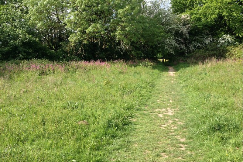 MeadowPathMay16/jpg
