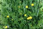 ButtercupsMay16.jpg