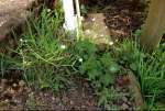 FLowersRubble16.jpg