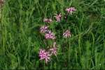 MeadowFlowersMay16.jpg