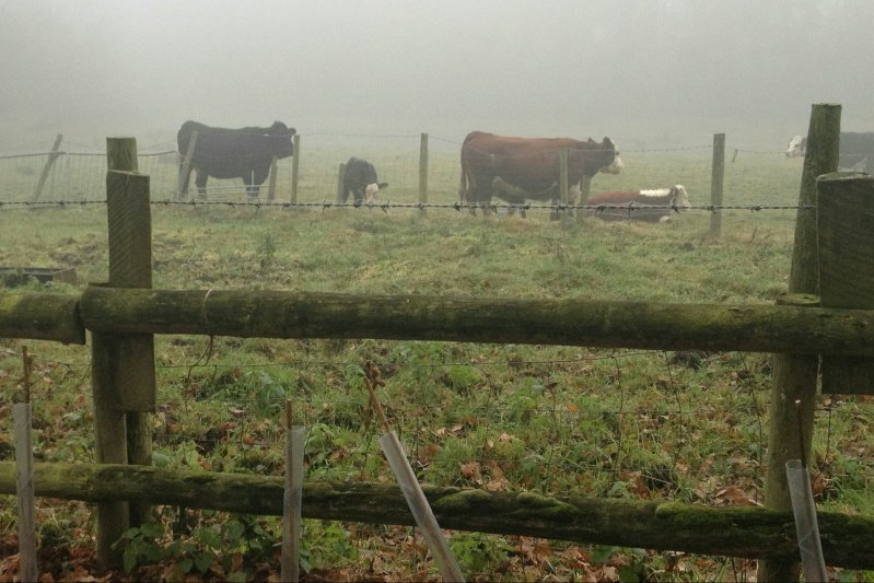 CattleMistDec16A/jpg