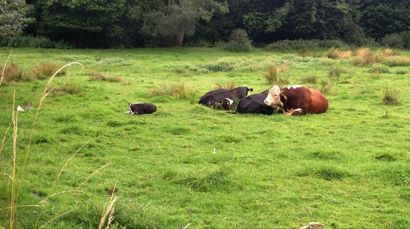 CowsJul17/jpg