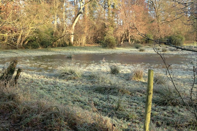 FieldFloodTreesDec17/jpg