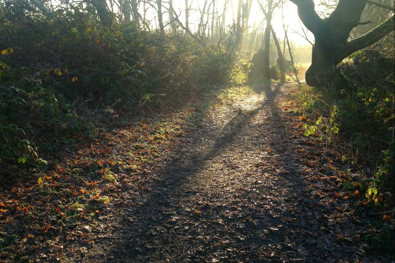 PathLightDec17/jpg