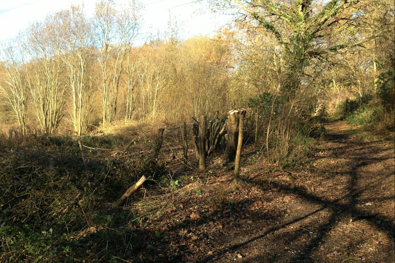 PruningSPath17/jpg
