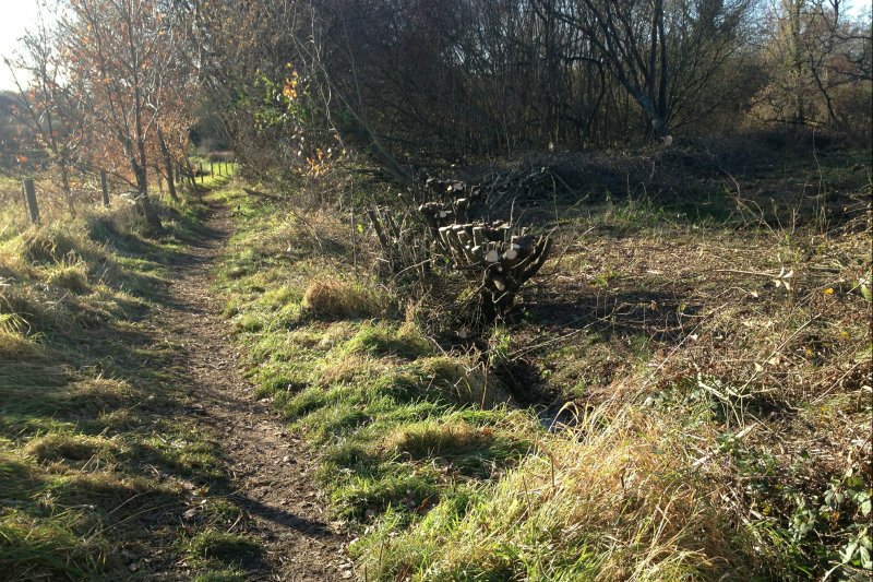 PruningSWPath17/jpg