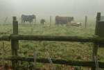 CattleMistDec16A.jpg