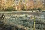 FieldFloodTreesDec17.jpg