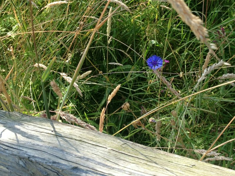 CornflowerFenceJul18/jpg