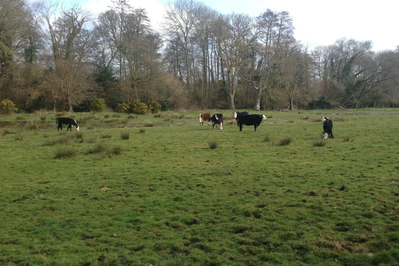 CowsGrazeMar18/jpg