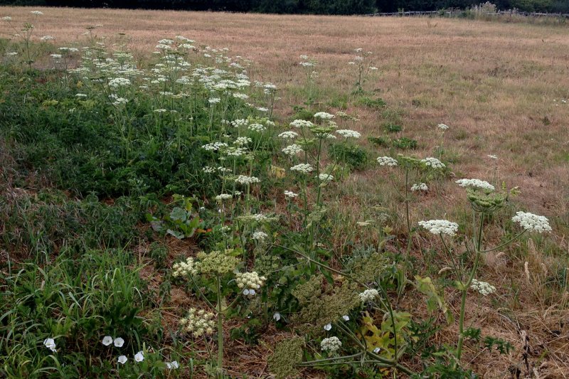 HogweedJul18/jpg