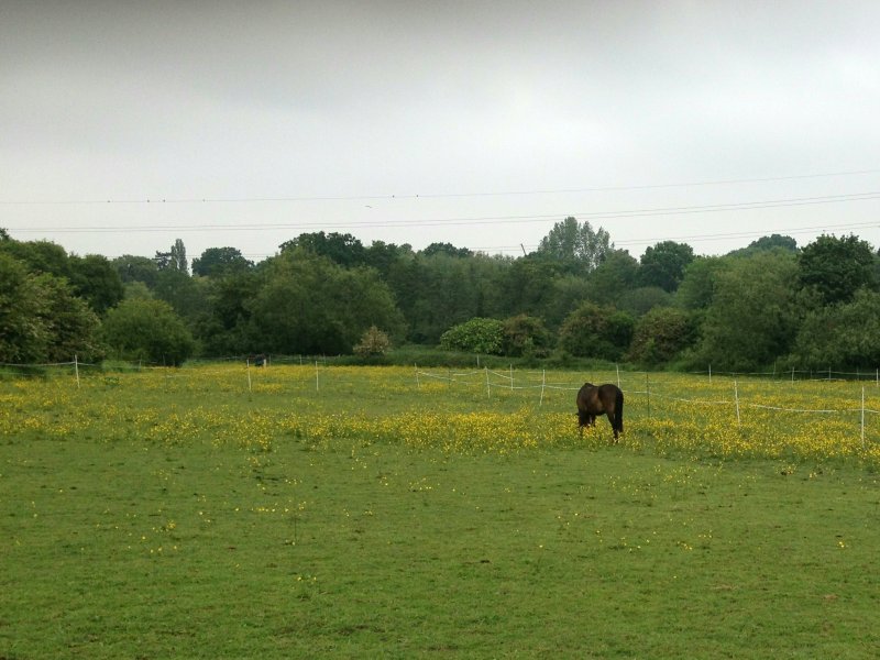 HorseButtercupsMay18/jpg