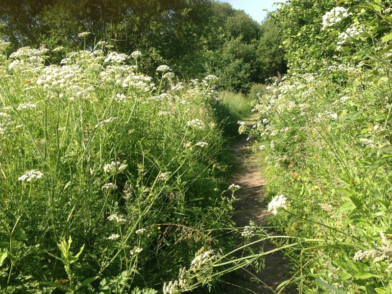 PathHedgeParsleyJun18/jpg