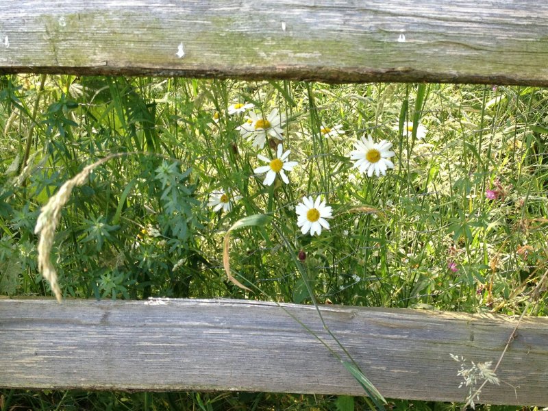 PennyDaisyFenceJun18/jpg