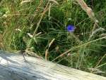 CornflowerFenceJul18.jpg