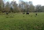 CowsGrazeMar18.jpg