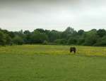 HorseButtercupsMay18.jpg