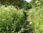 PathHedgeParsleyJun18.jpg