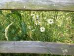 PennyDaisyFenceJun18.jpg