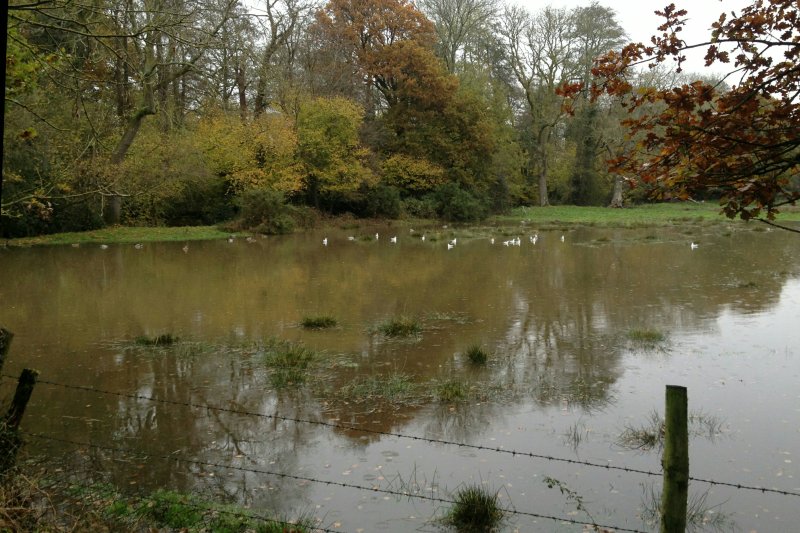FloodedFieldDucksOct19/jpg