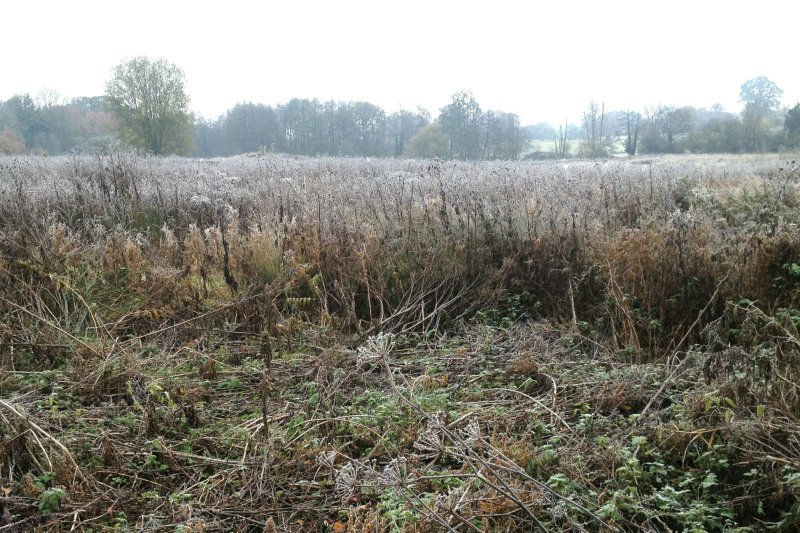 FrostyFieldNov19/jpg      