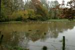 FloodedFieldDucksOct19.jpg