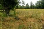 lRagwortMeadowJul19.jpg   