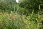 lWillowHerbRushesAug19.jpg