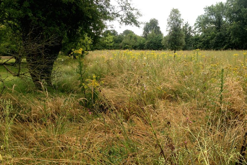 lRagwortMeadowJul19/jpg   