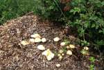 FungusChippingsAug20.jpg