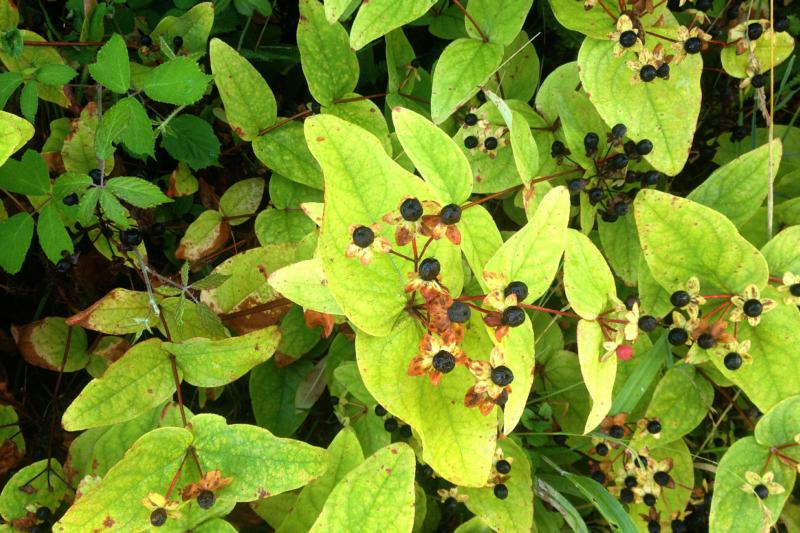 BerriesAug22/jpg