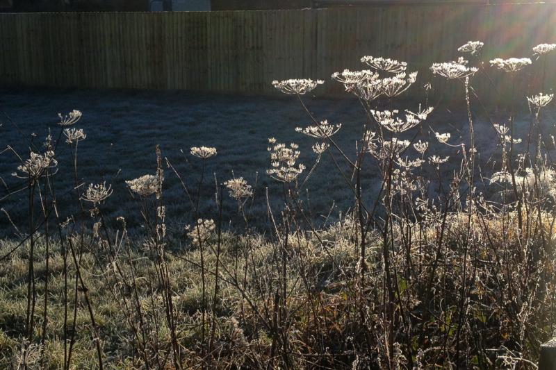 SeedHeadsFrostBJan22/jpg