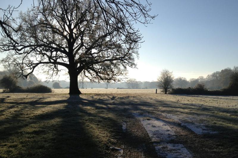 SunTreeMeadowDec22/jpg