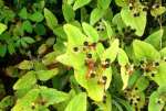 BerriesAug22.jpg