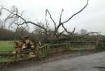 OakDownBMar22.jpg