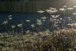 SeedHeadsFrostBJan22.jpg